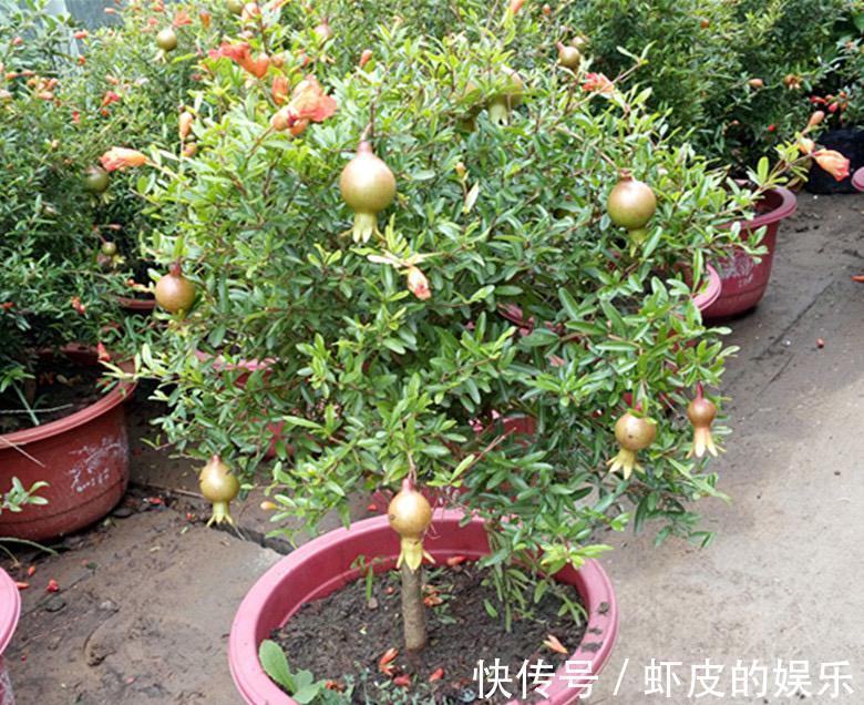 阳台上|很好养的3种小树,阳台露台都可以养,寓意好越养越旺净化空气