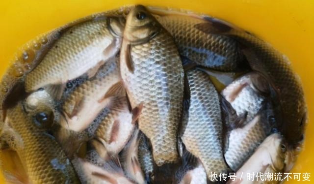 立冬过后,拉饵只要按我说的用,就连老钓手也得双手称赞!