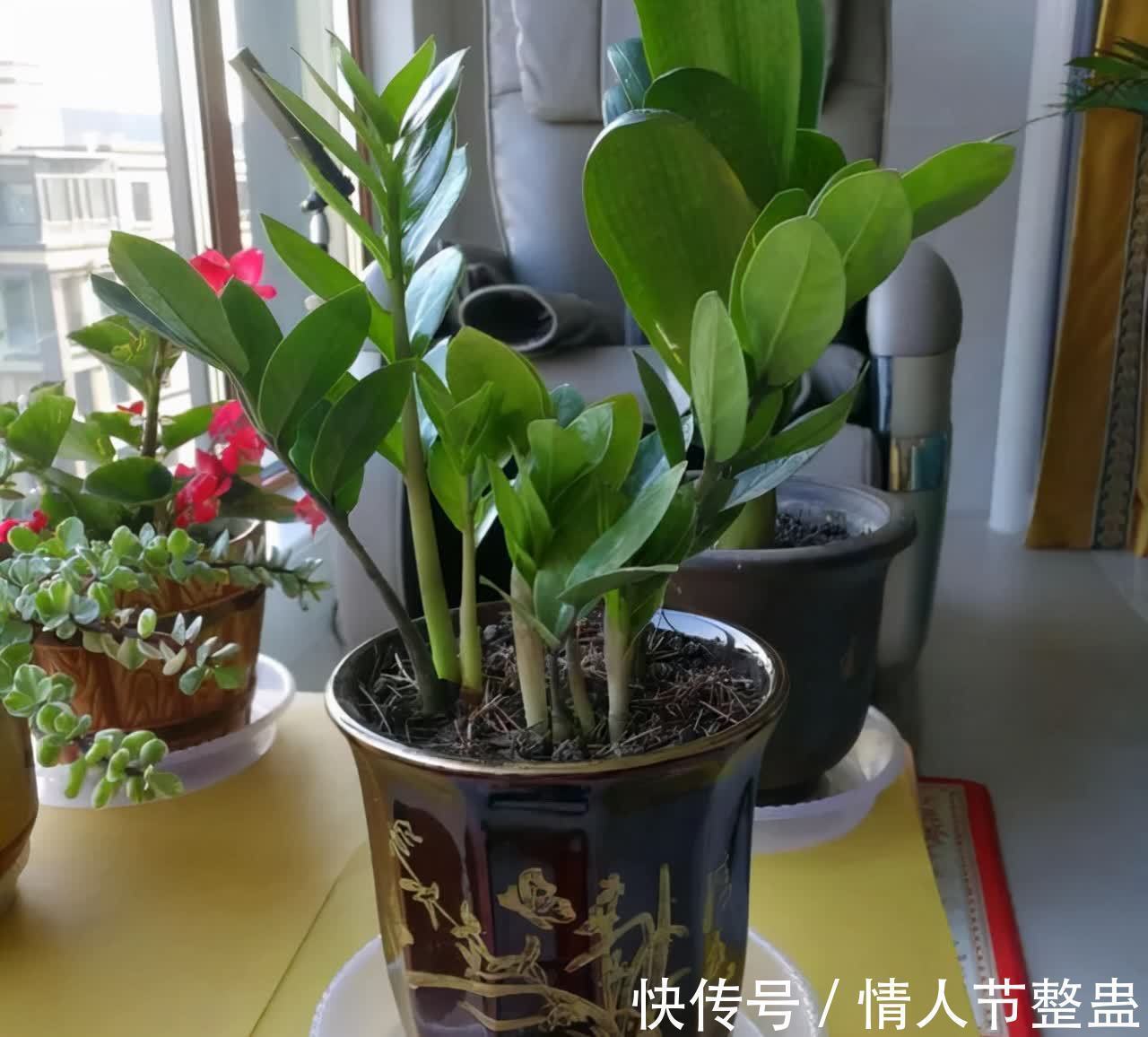寓意|12种花,建议养一盆,不仅吸收废气,还有“旺财添福”的美好寓意