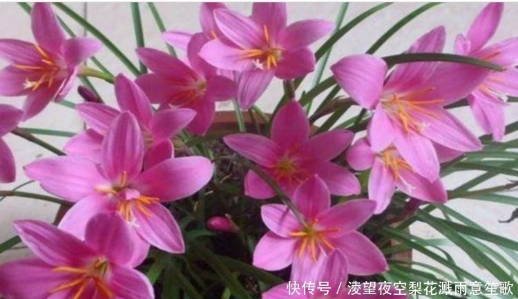 太阳花|4种花养家里,沾土就活,开花多、花期长,懒人新手都能养好!