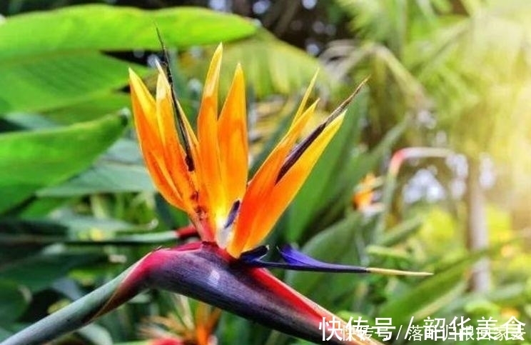 香雪球|适合冬季养的花，开花就爆盆，不易生病好养护
