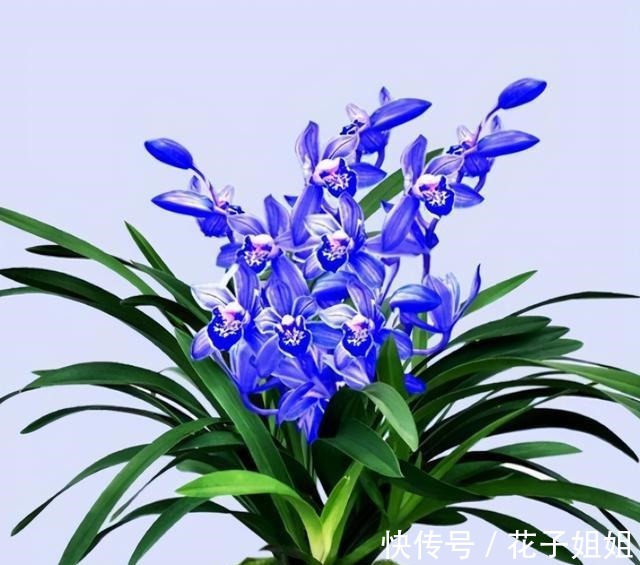 地方|阳台有地方,种一盆亮眼的“蓝色”四季兰,高雅又上档次!