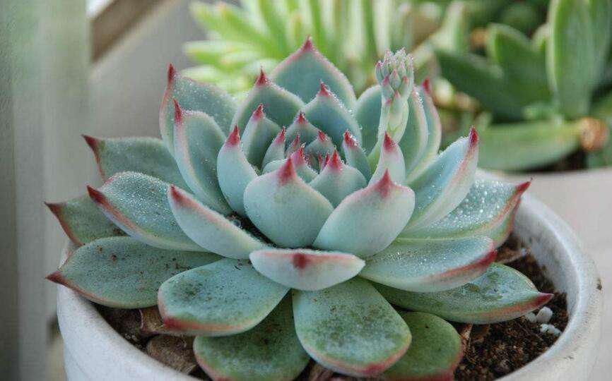 多肉叶片发软,多是这4个原因在搞鬼,这么改善让叶子坚挺有光泽
