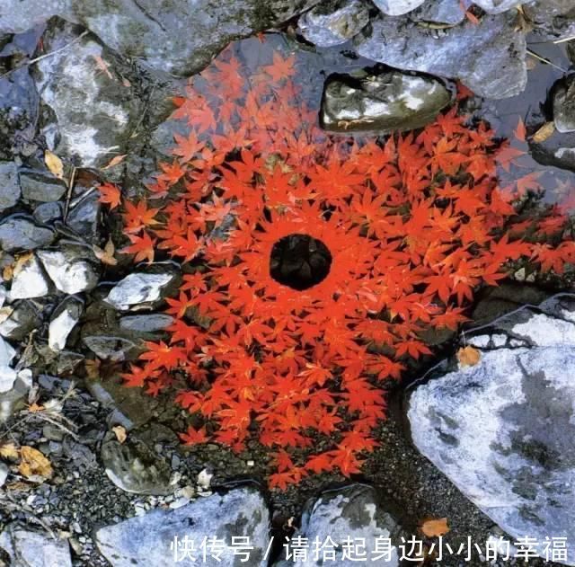 艺术家|他用最简单的树叶、石头、羽毛,建了一座美到极致的自然美术馆