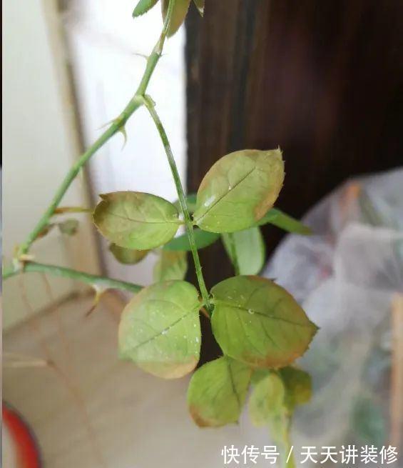 叶子|消灭月季“光杆”正当时,用对方法,15天新叶满满