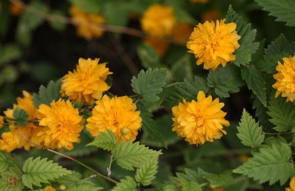 在家中养上一盆“它”不但好养,开花色泽亮丽,简单好养爆盆