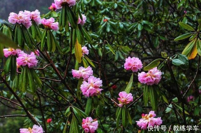 这3种花极难养,能养活的都是高手!