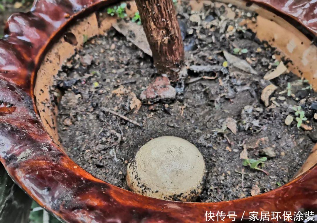 鸡蛋戳个洞,埋盆里1年不用施肥,三角梅疯狂开花