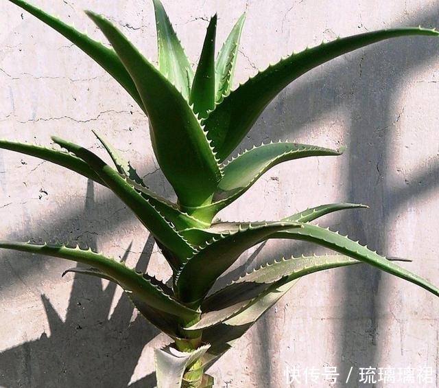 小菊|阳台小，建议养这4种“便宜花”，不占地方！