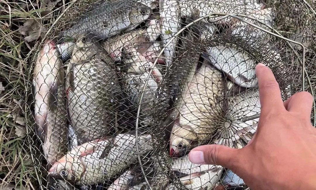 冬季人舒服鱼却难钓，用红虫都没口？不是饵的事，是你钓法有问题