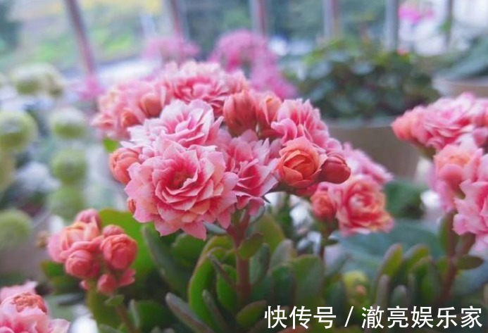 爆盆|养长寿花,按照“季节”合理“晒太阳”,新芽多,开花就爆盆