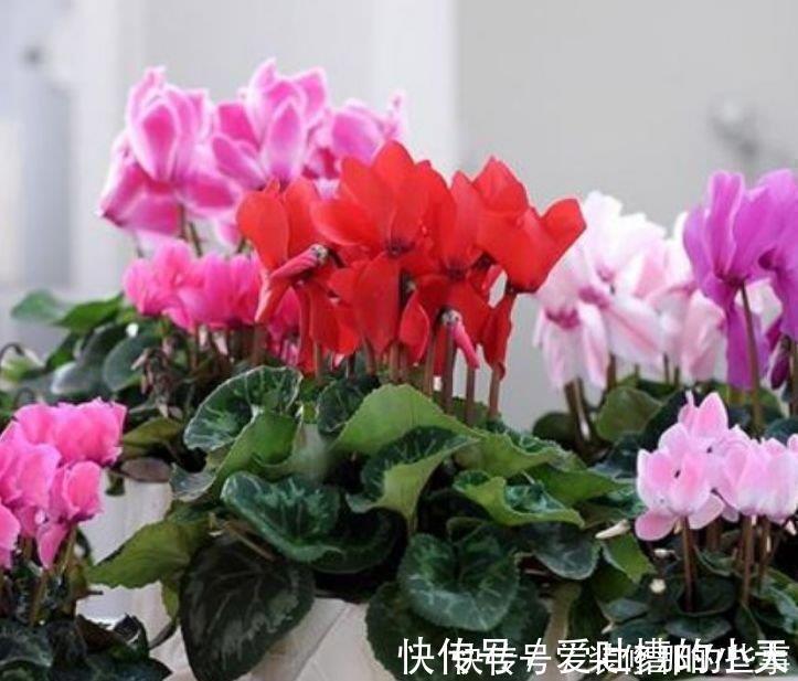 木槿|4种花养家里,福旺运旺财更旺,花开不断,还能旺财!