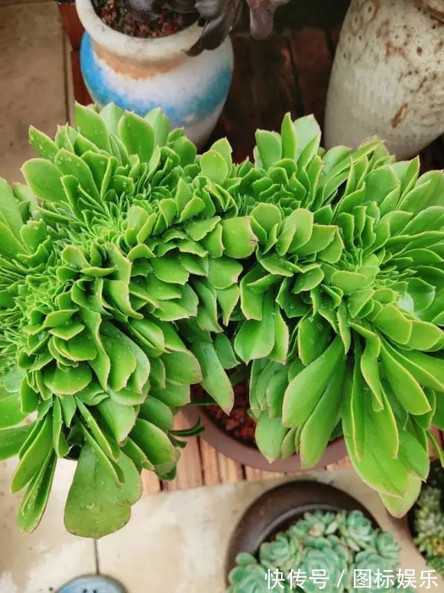 遇见，是一生！遇见多肉，是我的余生和全部！