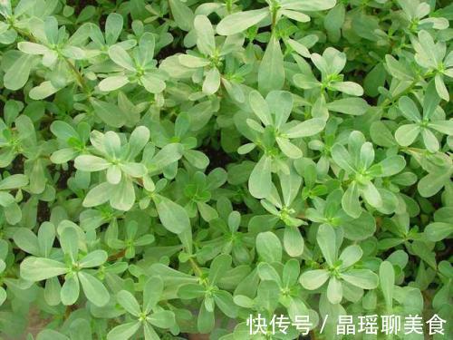 蚕菜蚕菜|女人养肝就是保命，3种野菜，养肝护肝，清肝润肺，肝好人显年轻