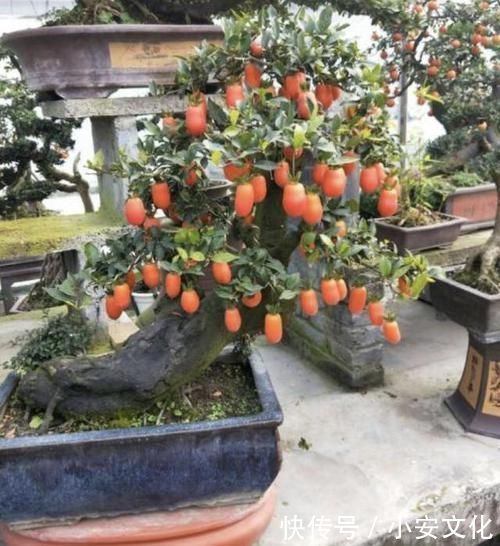 可以摆阳台的“镇宅树”,1盆价值“1万”,养8年像盆景,值钱