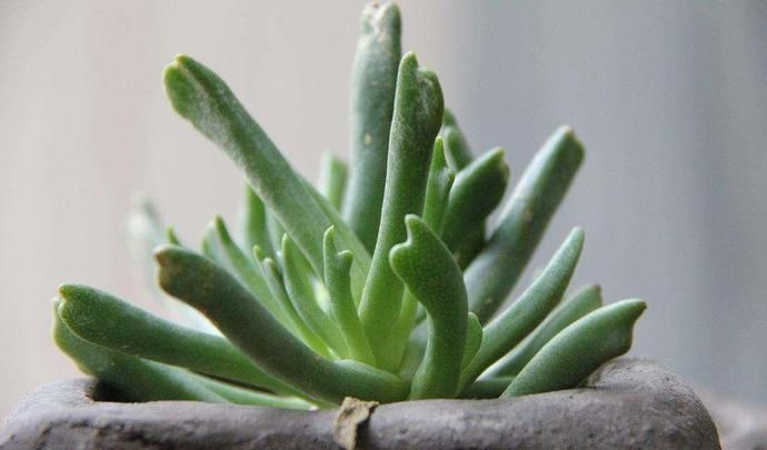 快刀乱麻,不走寻常路的多肉植物,不算呆萌,但让人印象深刻