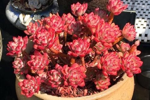 锦晃星|如果有露养的条件,别错过这5款多肉,出了状态红似火漂亮极了