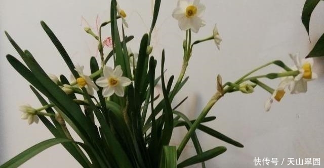 中国|中国十大名花分别指哪十种花这十种花分别有什么美称