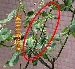 5种花开完后,剪下的枝条不要扔,活性高适合扦插,一插一大盆