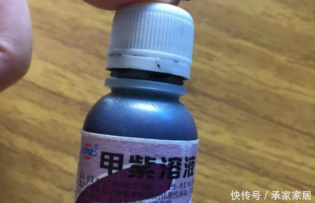 李大姐养君子兰,开春切一刀,养60天,冒出9个芽,要爆盆了