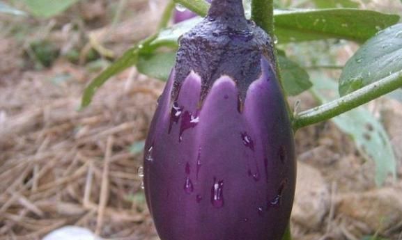 掌纹|血脂高的人，身体会展示4种表现，多吃3种蔬菜，让血脂稳定