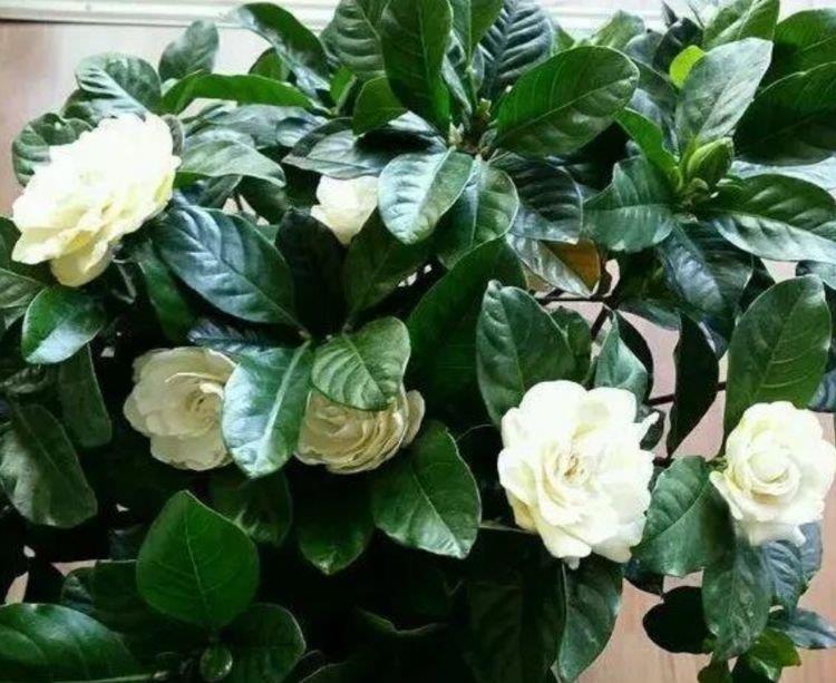 养花就养4种花，好养易活花量大，浇水就疯长，开花爆盆很容易