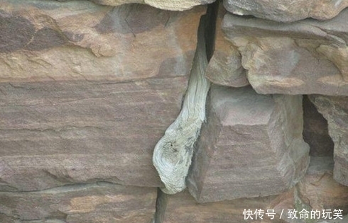 崖柏|带你走进深山的采崖柏人,有人靠它赚上亿,有人因此丧命,太珍贵