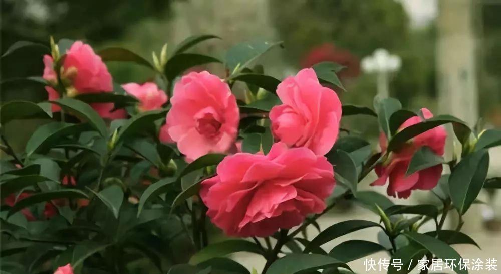 这个花随便掐个枝条就能养爆盆!