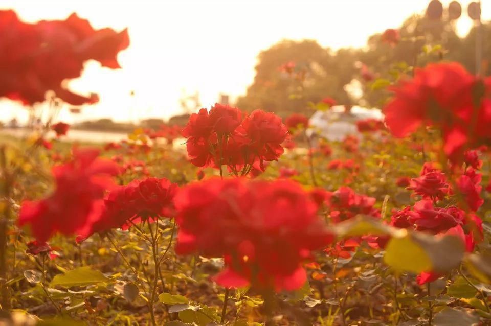 春来一小院，花开满枝头