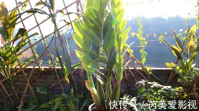 金钱树有“3怕2不喜”，难怪越养越稀疏，从不长新芽