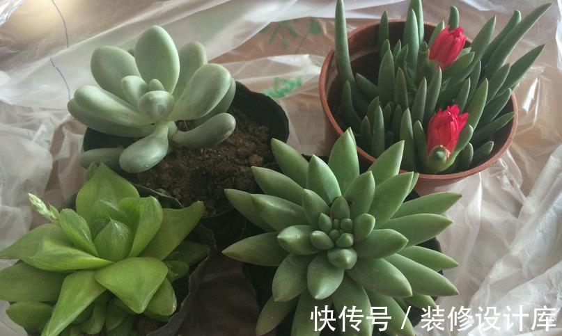 时节|9月养多肉,不要粗心大意,注意这3点盆栽才能平稳生长