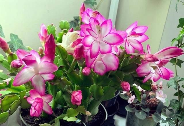 砰砰|在冬天,北阳台也能养花,这6种花耐阴又抗冻,还能砰砰开花