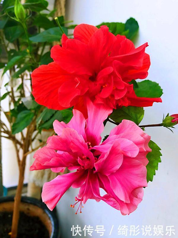 绿萝|别再养绿萝多肉了,这种盆栽,四季开花,漂亮喜庆,还非常好养