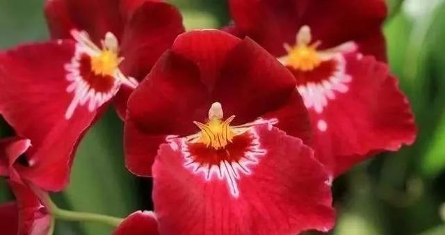 最全的兰花大鉴赏,看看你都见过几种兰花!