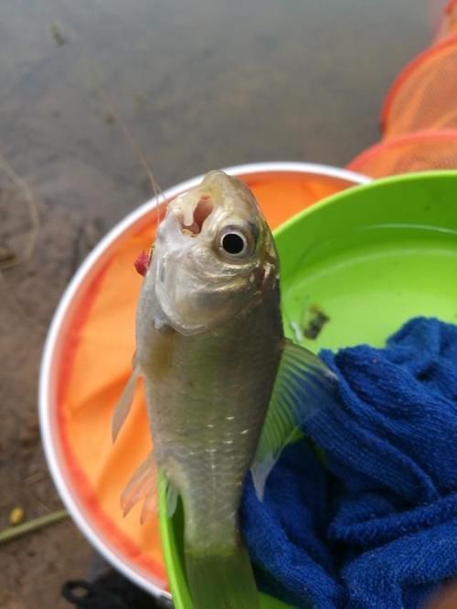 爆护|六陈水库开光新鱼护,崇尚不以爆护秀钓技