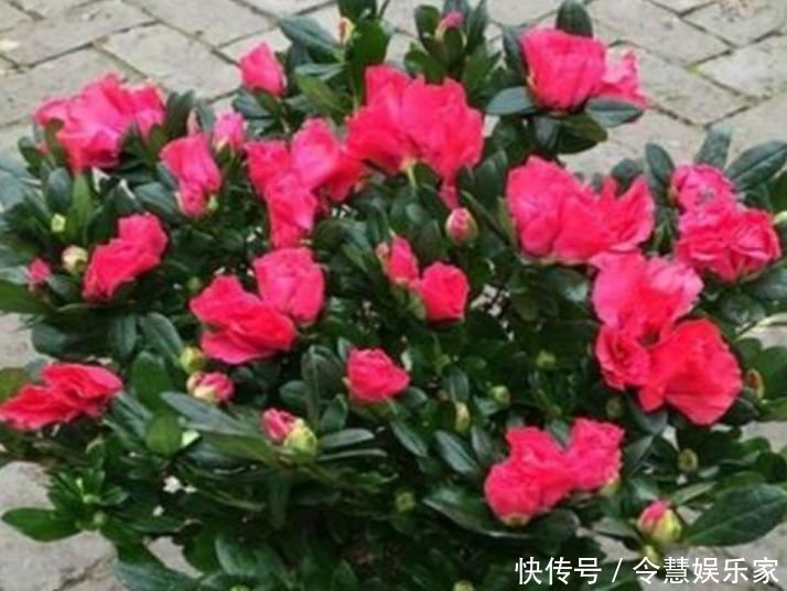 4种花被称为“大美女”,绚丽多彩,比牡丹好看,年年开花不断