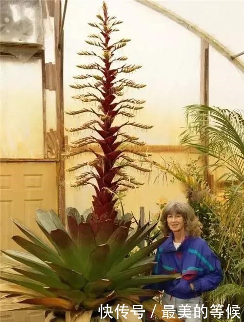 奇花、奇花、奇花、罕见奇花,赶快打开欣赏吧