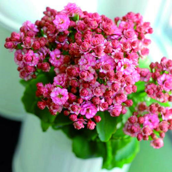 长寿花入秋后，尽早这样养，花期提前，秋冬能开好几茬