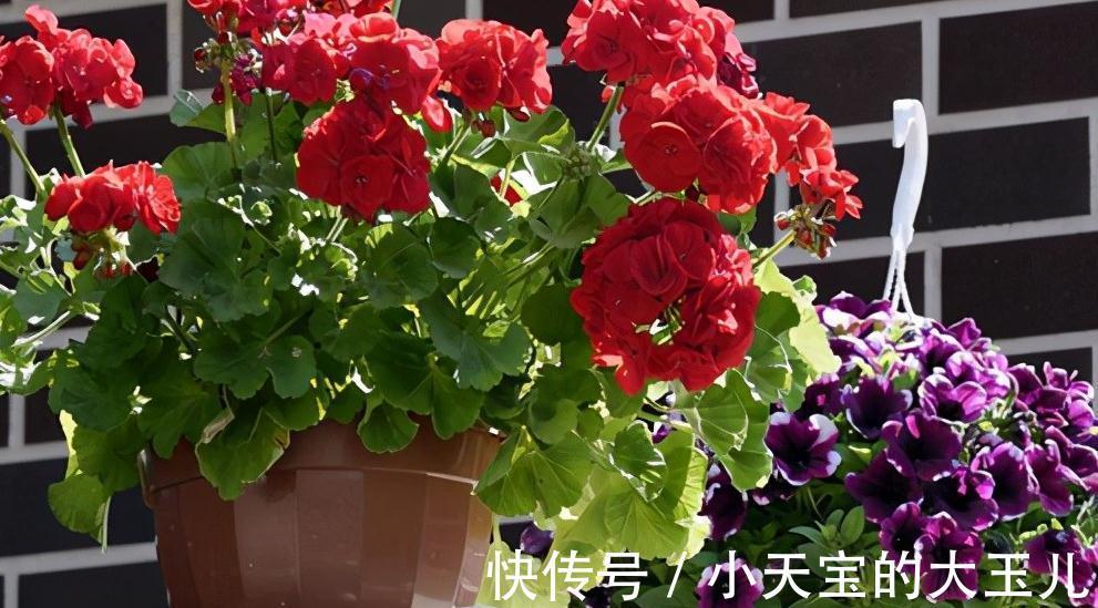 植物何时需要疏剪,花卉何时需要疏花