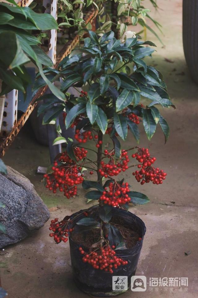 年宵花市场开始备货蝴蝶兰仙客来20-50元盆受市民青睐