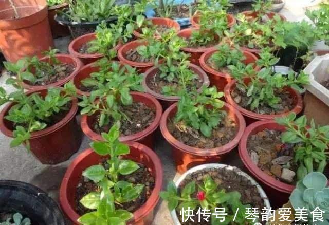 立秋后，建议扦插6种花，温度适宜“利于”生根，成活率高