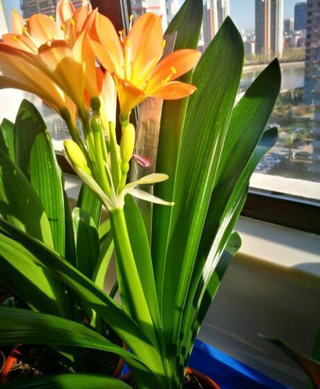 养君子兰，一个“小方法”，叶片整齐又好看，厚实油绿，长爆盆！