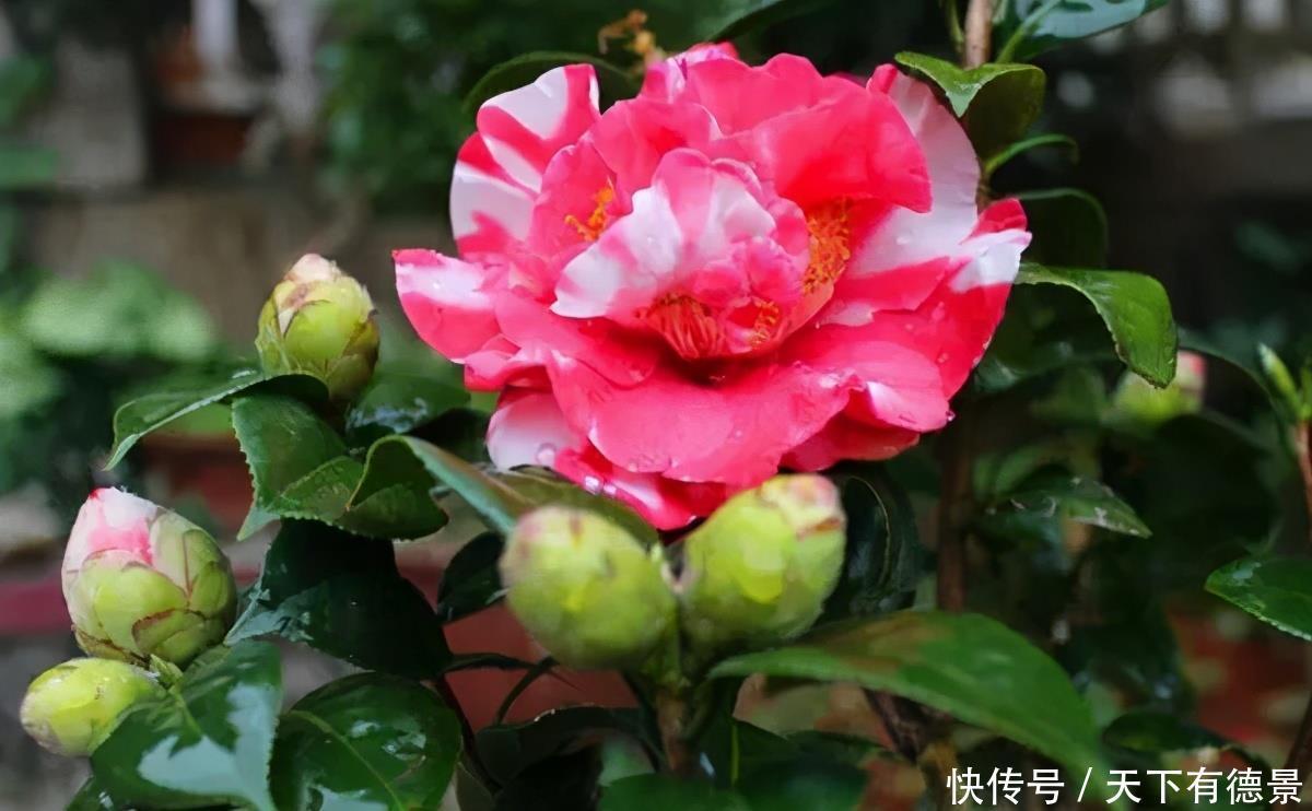 冬天给盆栽浇水，要注意三个方面，花儿更茁壮旺盛美丽