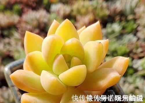 公认的4种普货多肉,颜色金贵皮实好养,花友们热烈追捧!