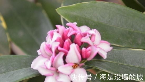 修剪|金边瑞香的养护管理事项以及它的繁殖方法!