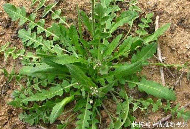 20種野菜吃過嗎？如果有時間趕緊去挖一些，下個月就老了