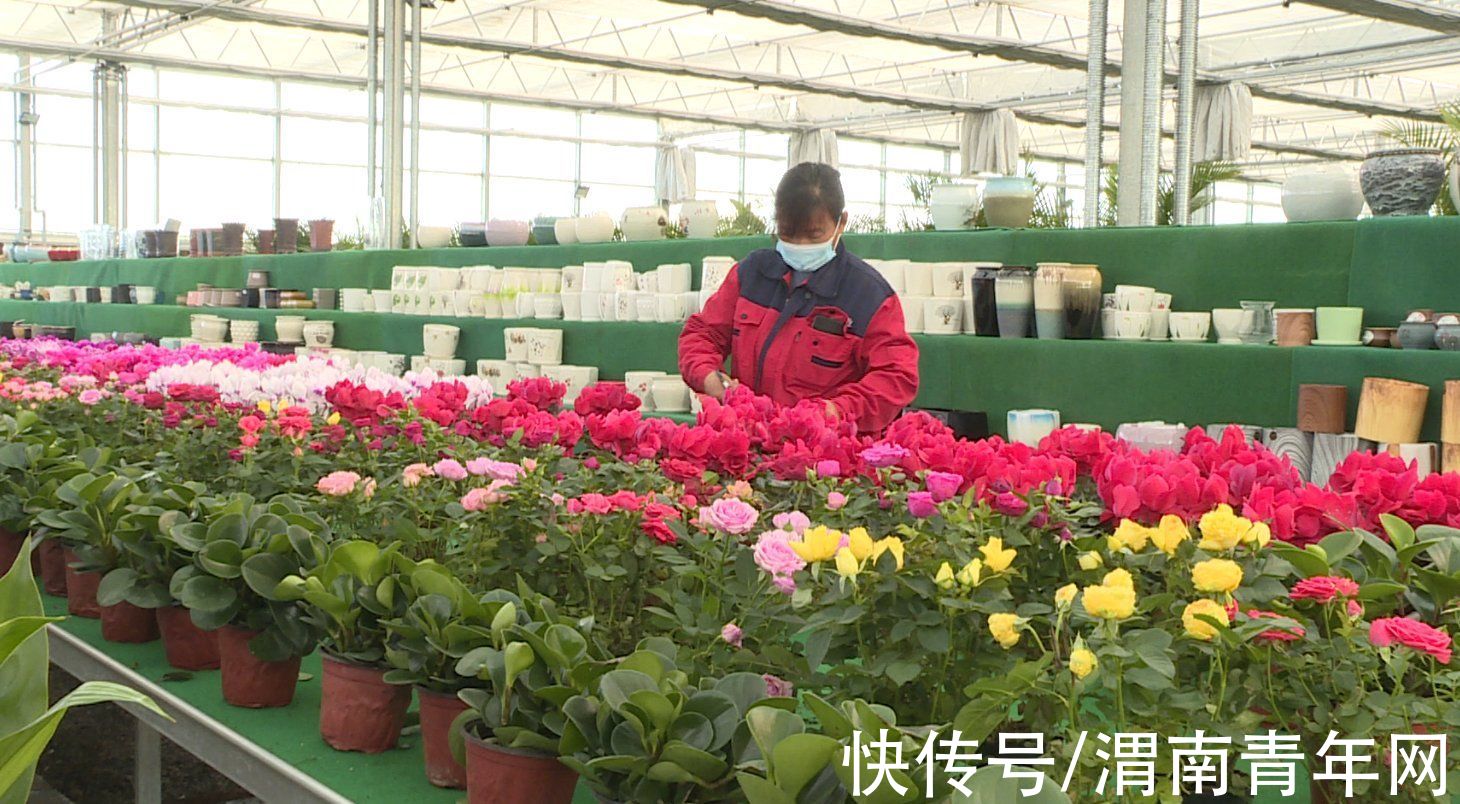 蒲城:花卉基地“春意浓” 客商订购忙