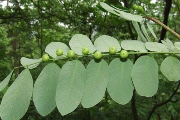 叶子|白天开晚上合,叶子下面长珍珠,殊不知是治疗肝炎的“特效药”