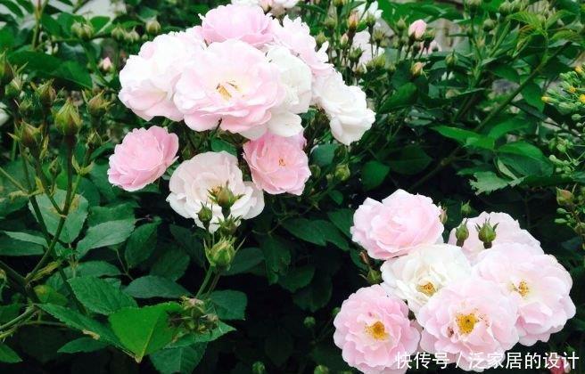 养护蔷薇小技巧,花虽然会凋谢,心中的最爱却永不凋零
