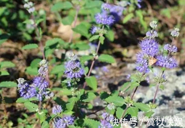 瘙痒|农村这野草叫“山薄荷”，对皮肤瘙痒有帮助，遇见记得采摘回家